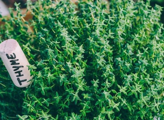 This is Thyme, the Summer variety.