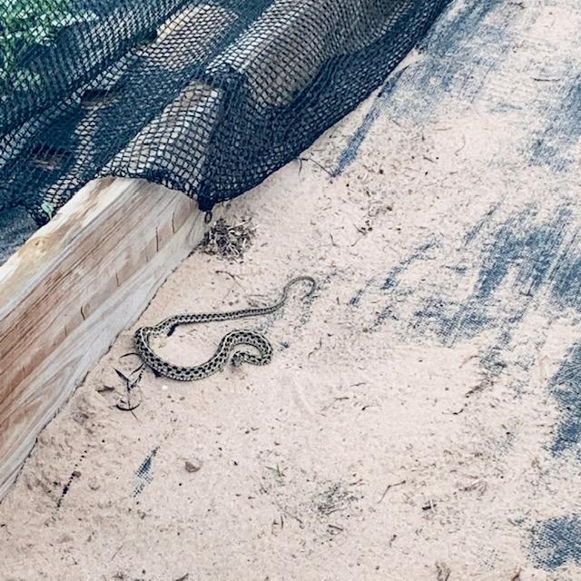 This disgusting snake scared me this morning as I was minding my own business going out to feed the animals. I screamed. No one came to rescue me. Then I snapped this photo and ran. This disgusting snake scared me this morning as I was minding my own business going out to feed the animals. I screamed. No one came to rescue me. Then I snapped this photo and ran.