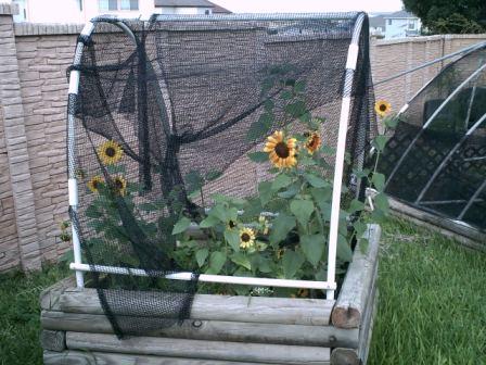 Ring of Fire Sunflowers do not grow very tall.