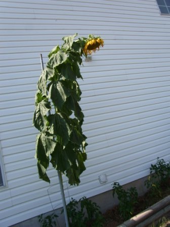 This is the side of our home in San Antonio and this Mammoth Grey Stripe is going up to the second story.