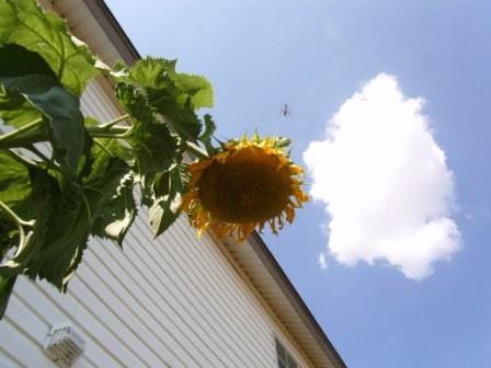 This is a Mammoth Grey Stripe Sunflower and they grow big. The seeds are the kind you eat after you roast and salt them.
