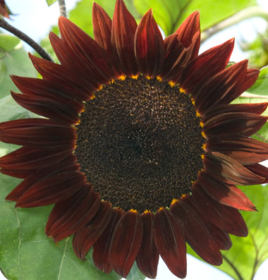 Velvet Queen Sunflower is so pretty.