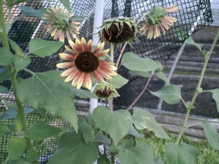 A closeup of Ring of Fire sunflowers.