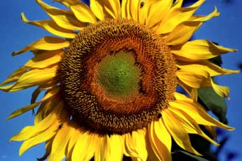 Grow sunflowers and they will make you feel cheery.