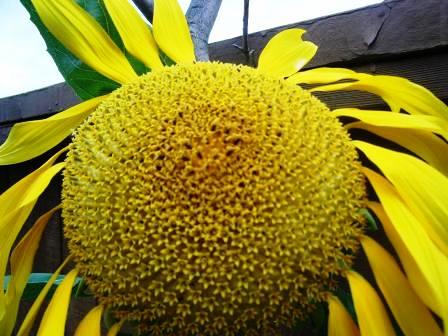 Some sunflowers grow huge.
