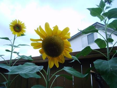 sunflower8