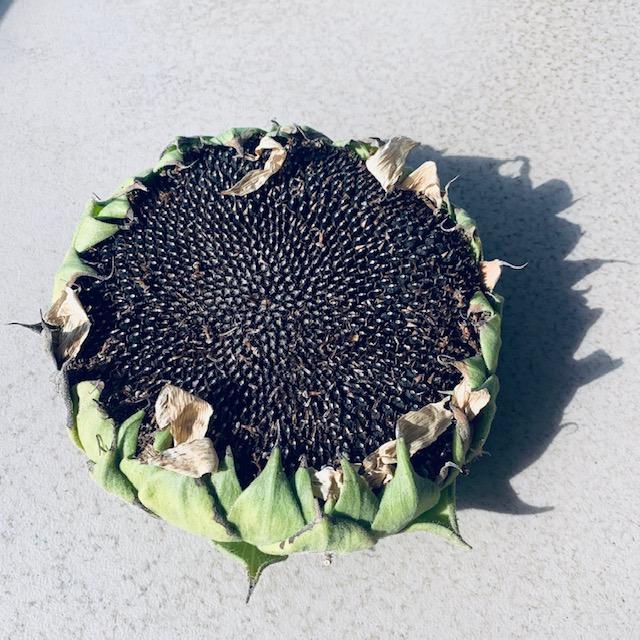 This sunflower has already started forming hard shelled sunflower seeds that you can roast and eat so it would not be good for grilling.