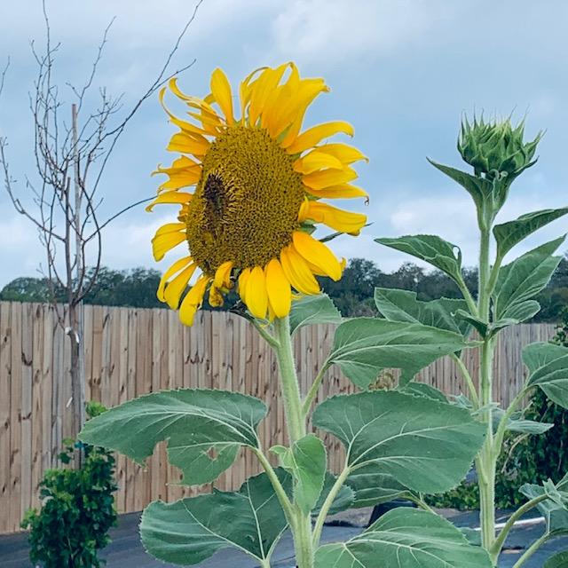 Here is a beautiful sunflower ready to be picked & cooked. Also, on the right is a bud that can be peeled & steamed. These are in our back forty.