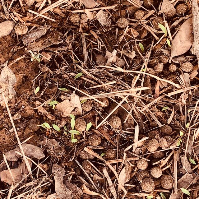 The sunflower seedlings are coming up!