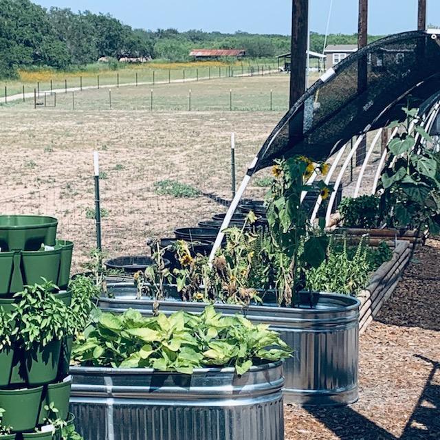 Some of our plants in the front are looking so sad due to the awful heat.