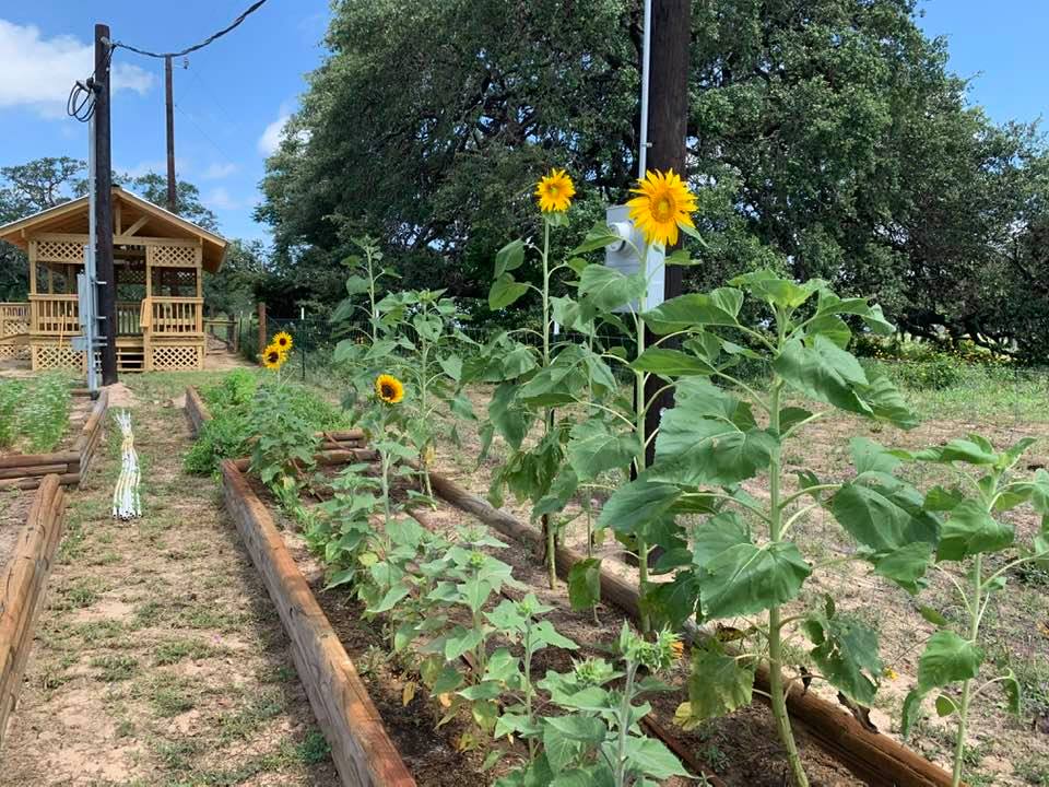 Mammoth Grey Stripe Sunflowers are getting tall among all of the flowers and herbs growing in the raised beds close to the farm store. Mammoth Grey Stripe Sunflowers are getting tall among all of the flowers and herbs growing in the raised beds close to the farm store.