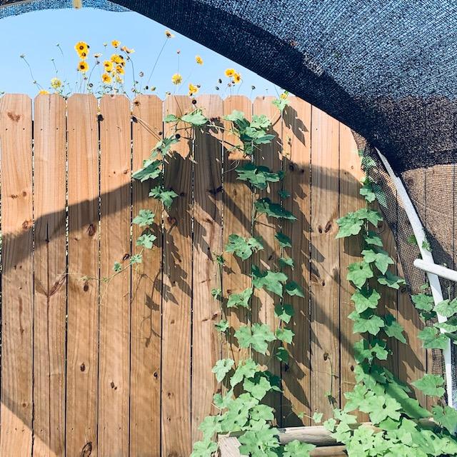See the sunflowers growing over the fence. Shot inside a hoop house to block the deer from seeing what is on this side of the fence. If they can't see where they are going, they won't jump.