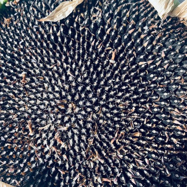 You can see the seeds up close and personal on this sunflower. Dry them, remove them from the flower, and then bake with salt for a delicious and nutritious snack.