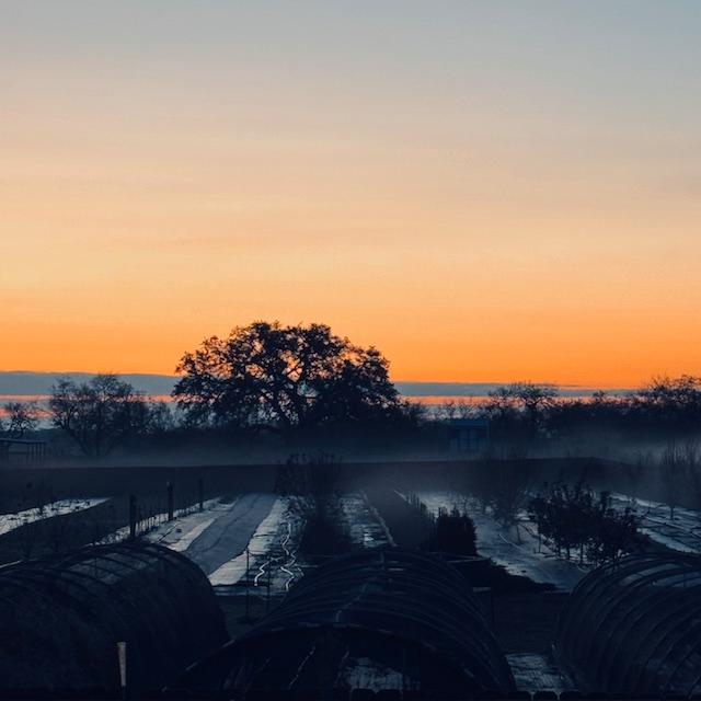 Sunrise with a band of fog across our farm.