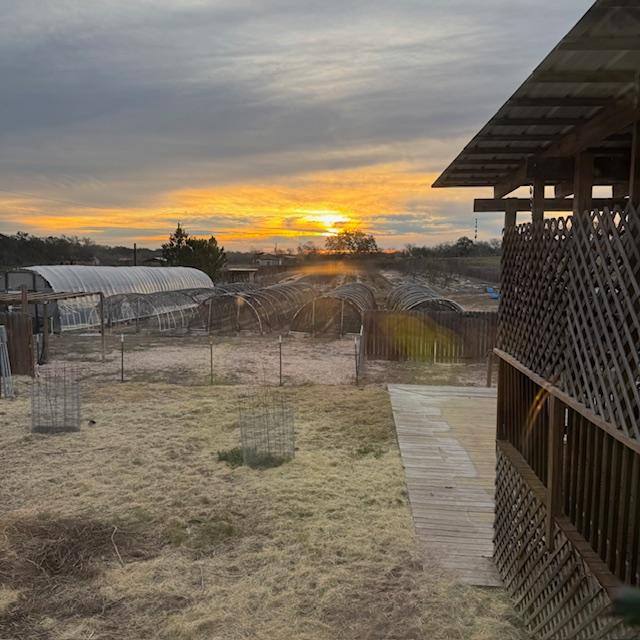 Here comes the sun. You can see the newly redone high tunnel all ready to be used. Support beams for the roof were added along with thick plastic covering.