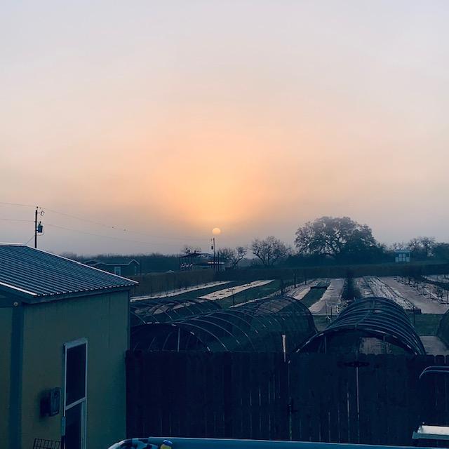 Here is our strange sunrise this morning, through the fog.