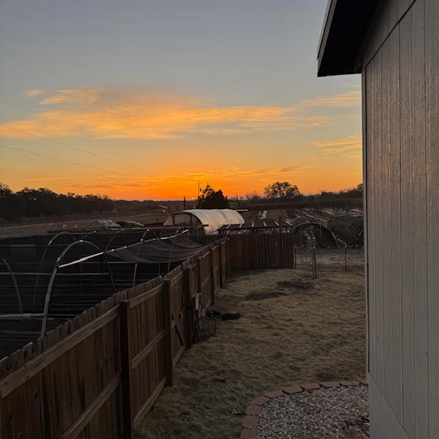 Sunrise from our side porch while I let the puppies out.