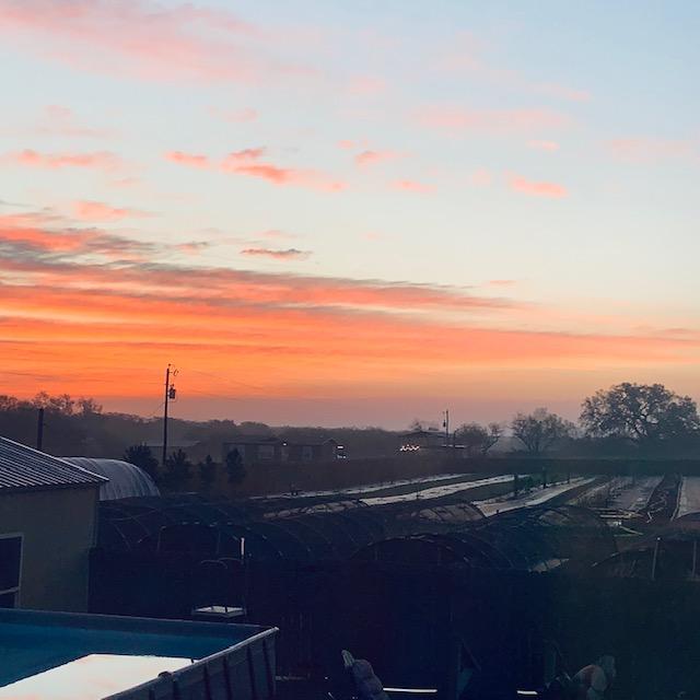 Now that the time has changed, the sun comes up to the left of the tree which I hate. It was a little hazy this morning.