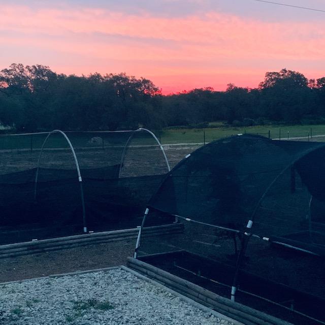 I snapped this from our side porch this morning. I love pink sunrises.