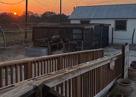 The sun came up as I was in front feeding the fish and Sam, the kitty.