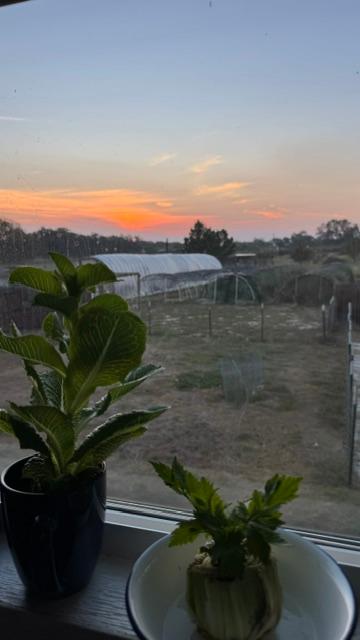 Sunrise from my kitchen window where you can see some plants I have growing from kitchen scraps.