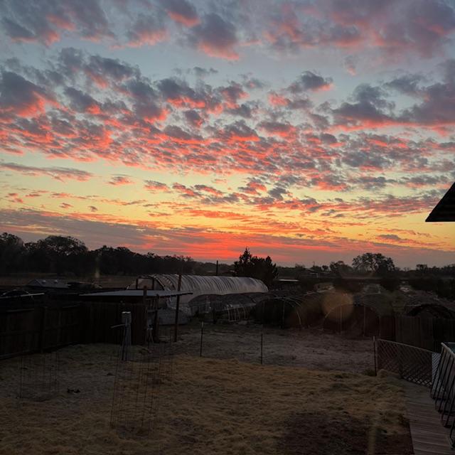 What a beautiful cotton candy sky this morning just before sunrise!