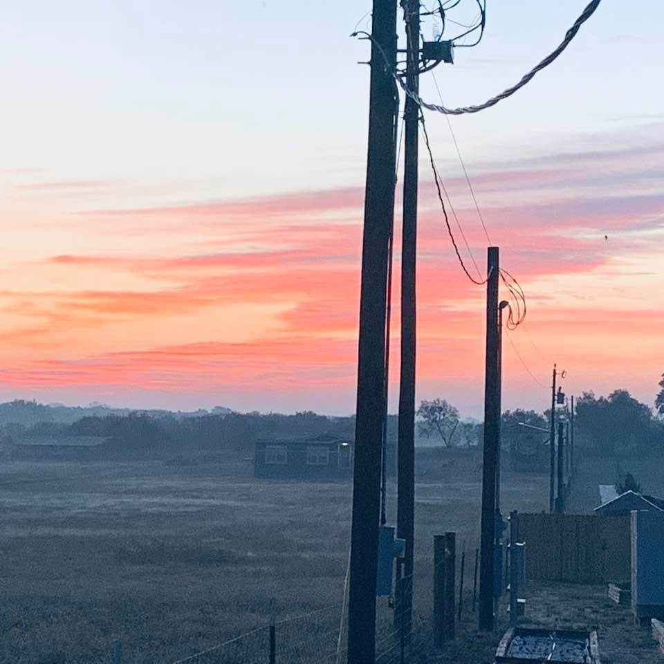 What a gorgeous sunrise taken from the gazebo this morning! Just look at that pink sky! Farms are wonderful seed sources for gardens.