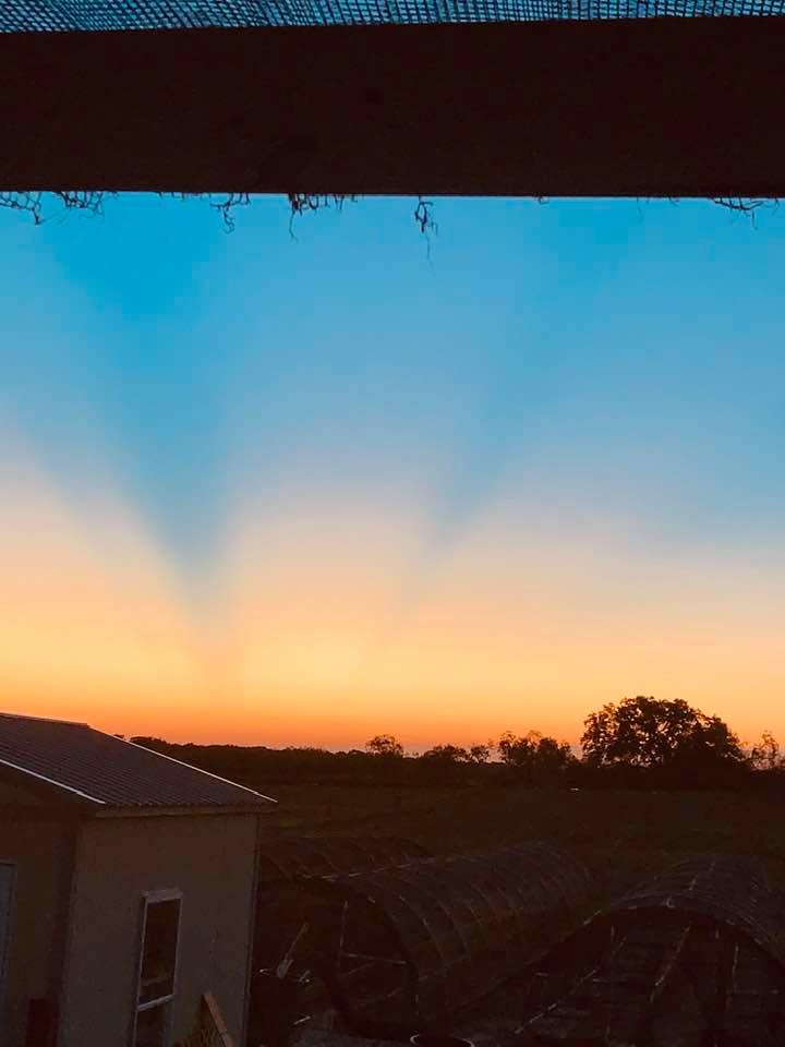 Happy Sunrise and Happy Halloween from the new farm! I love how you can see the sun's rays reaching up to start the new day! Happy Sunrise and Happy Halloween from the new farm! I love how you can see the sun's rays reaching up to start the new day!