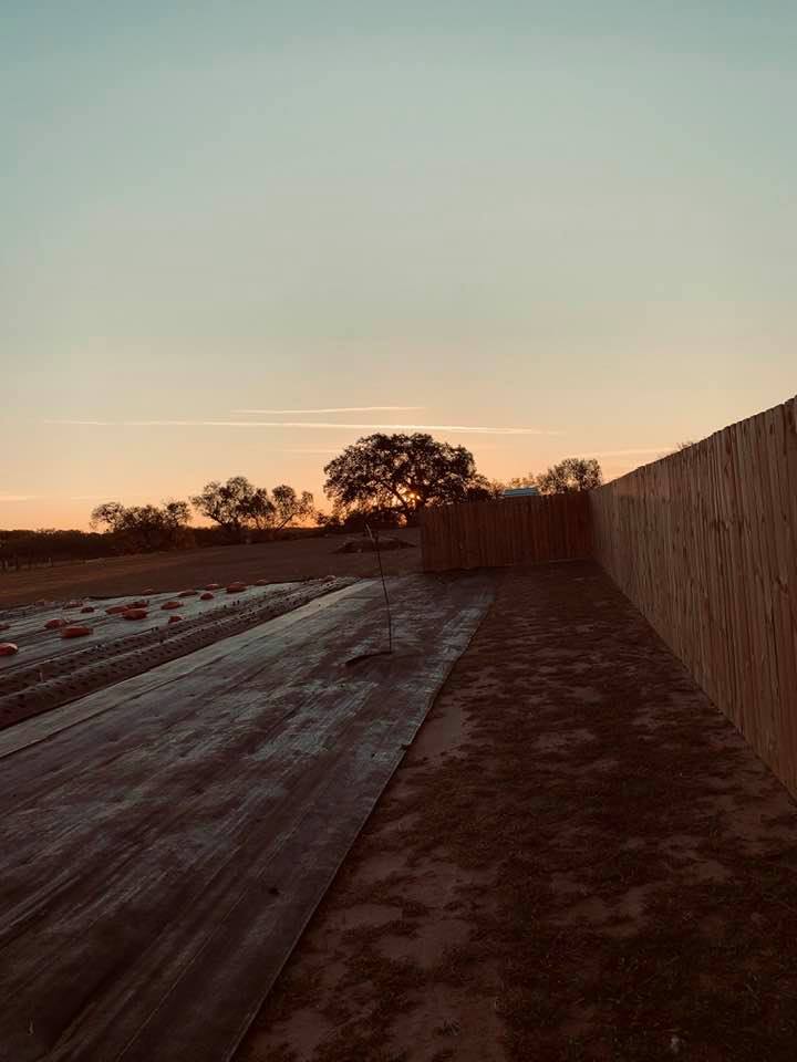Since the time change, sunrise is behind the big oak again!