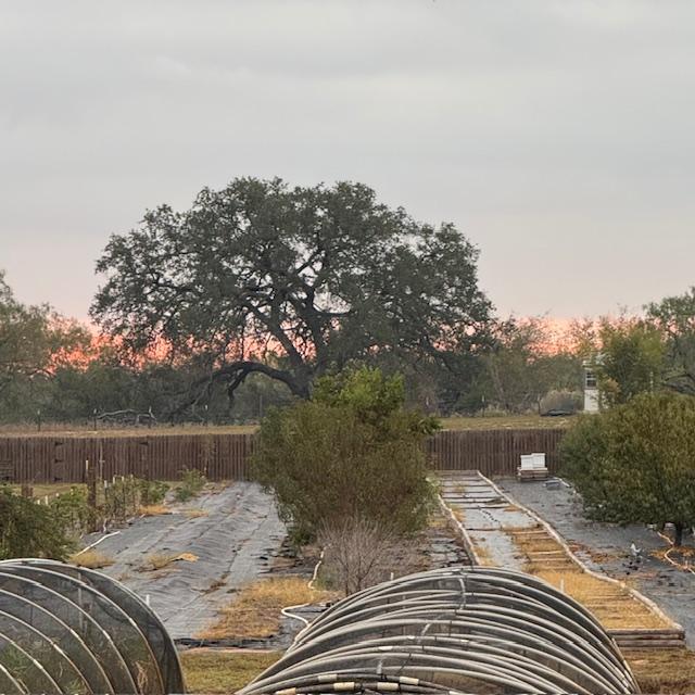 Sunrise over the orchard. Bees are on top right. Hoop houses are on bottom.