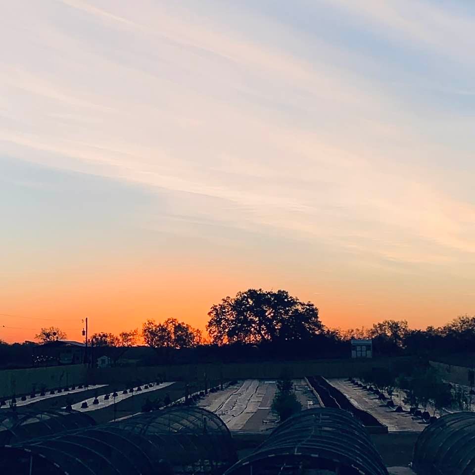 Sunrise is always a beautiful time of day here on the farm!