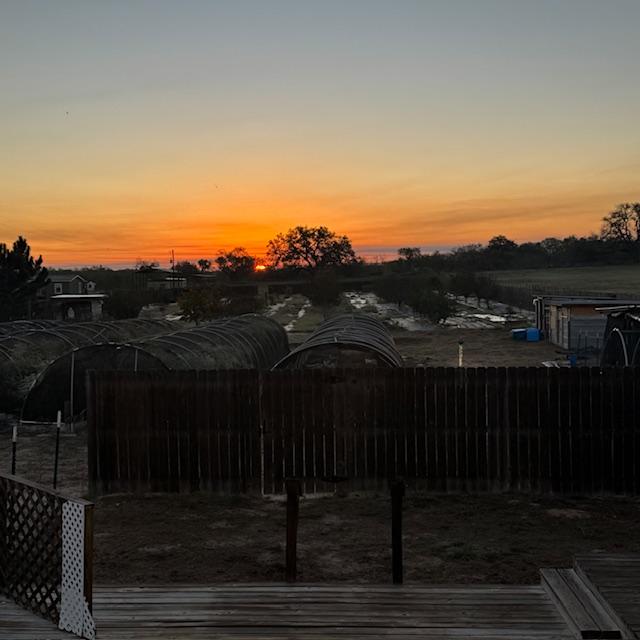 Sunrise behind the big oak tree this morning.