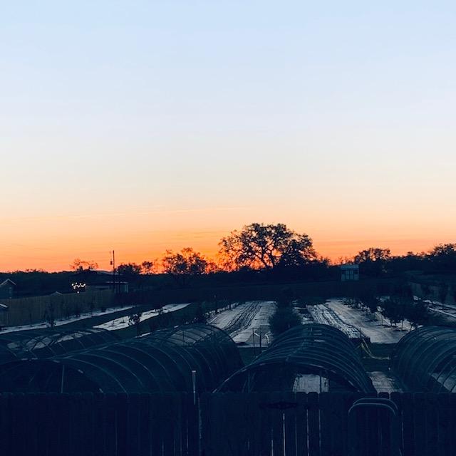 We had another glorious sunrise right behind the big oak tree. I love watching them, don't you?