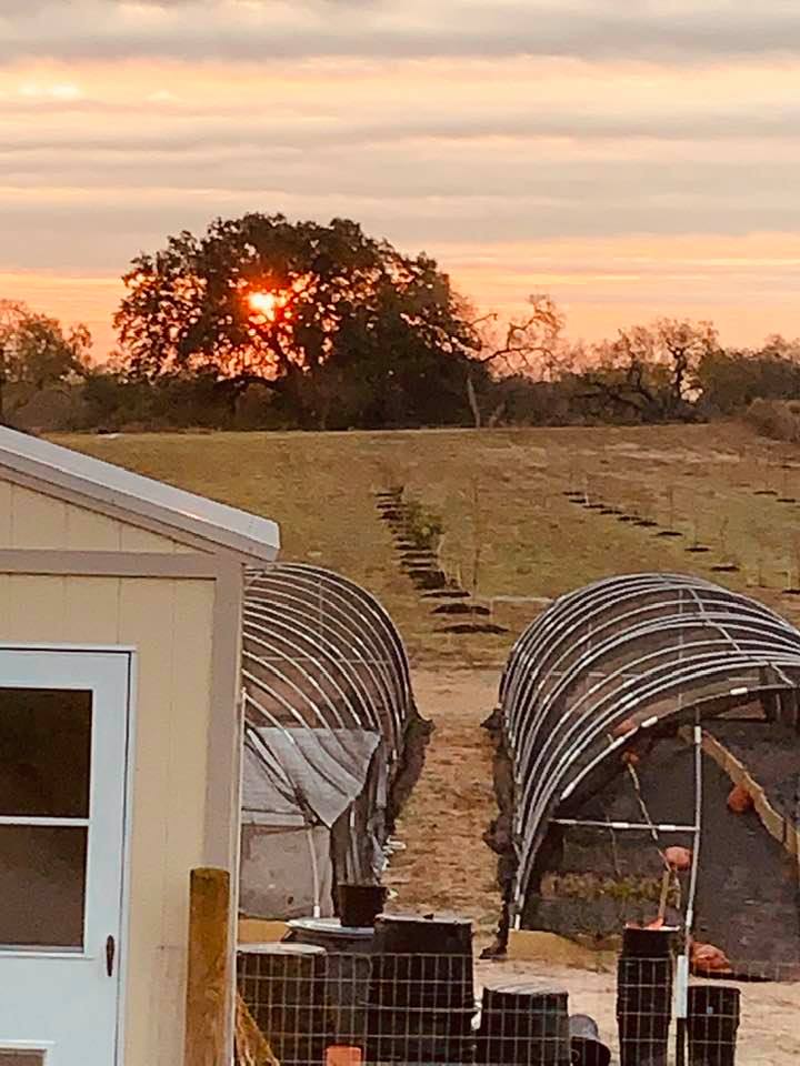 It looked a lot more red with the naked eye than with the camera. The sun is now higher in the sky,popping up behind the old oak tree just on the other side of our fence line.