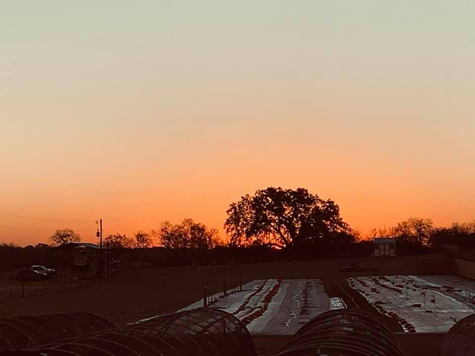 The sky was fiery red and then a red ball came up. You can see it just beginning to ascend here. Winter in Texas comes with gorgeous sunrises.