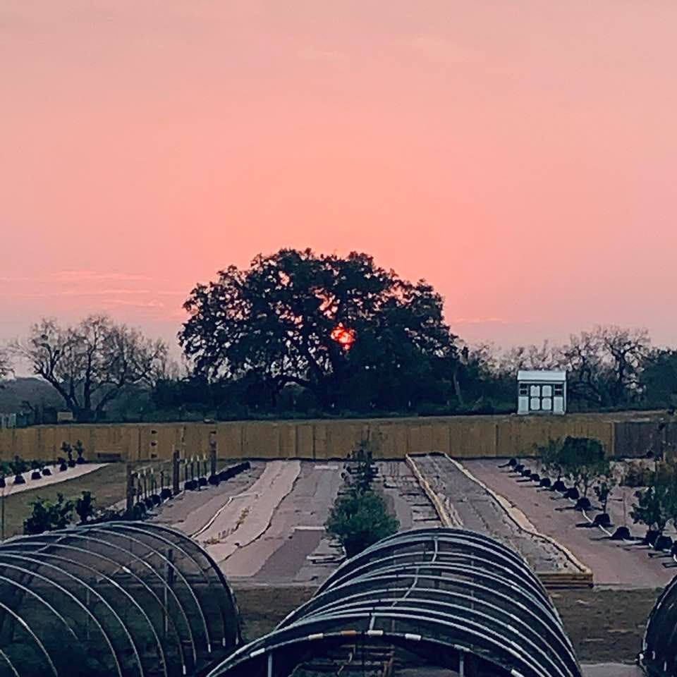 I moved to the right and got this shot of the pink sun behind the oak. No filters were used. We have some awesome colors going on out here on the farm!