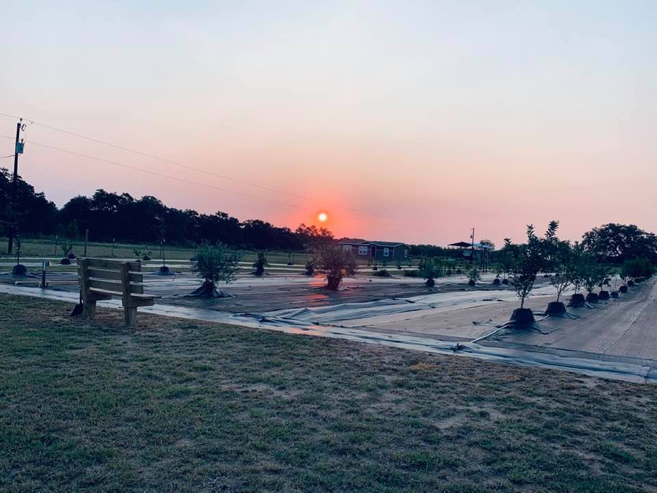 Sunrise over the orchard is beautiful. We will be planting fall garden seeds near me out here soon.