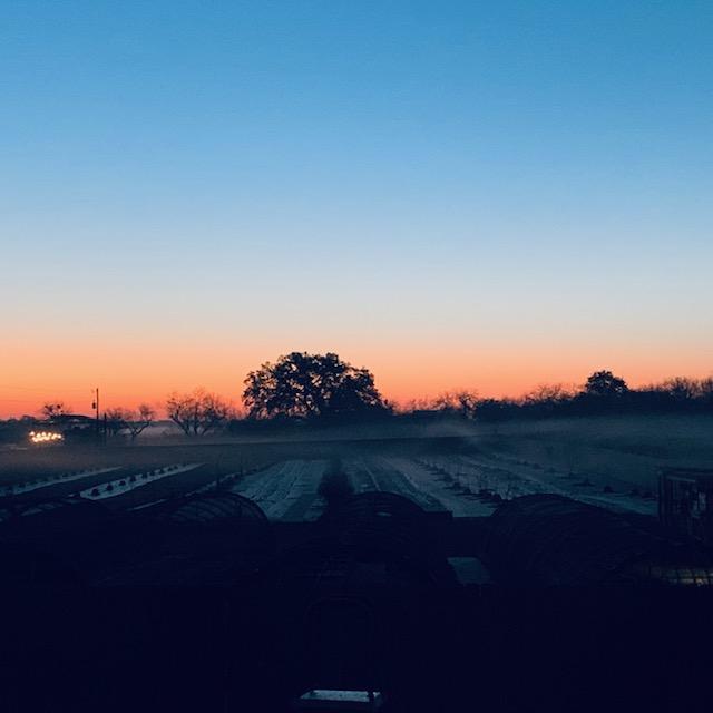 The fog stretches across and covers the field next door.