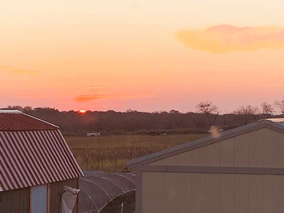 Good morning from the farm! What a pretty sunrise!