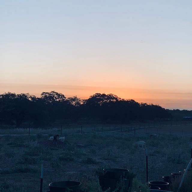 The sunrise from our gazebo with some of our container gardening. Some neighboring  sheep happen to be in the photo as well. The sunrise from our gazebo with some of our container gardening. Some neighboring  sheep happen to be in the photo as well.