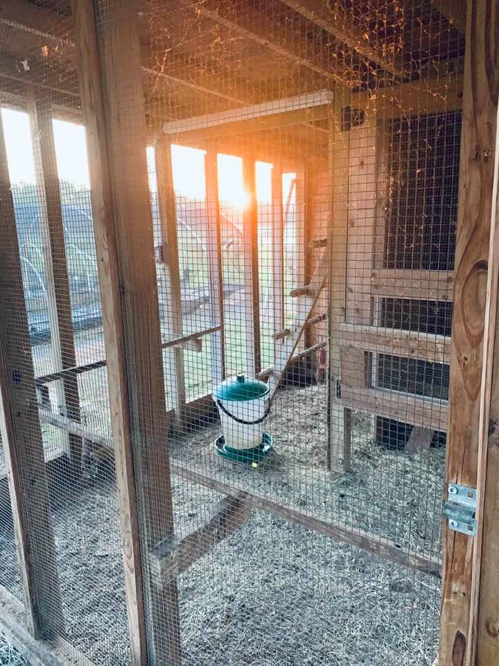 Sunrise right through the chicken coop as I was feeding and watering them.