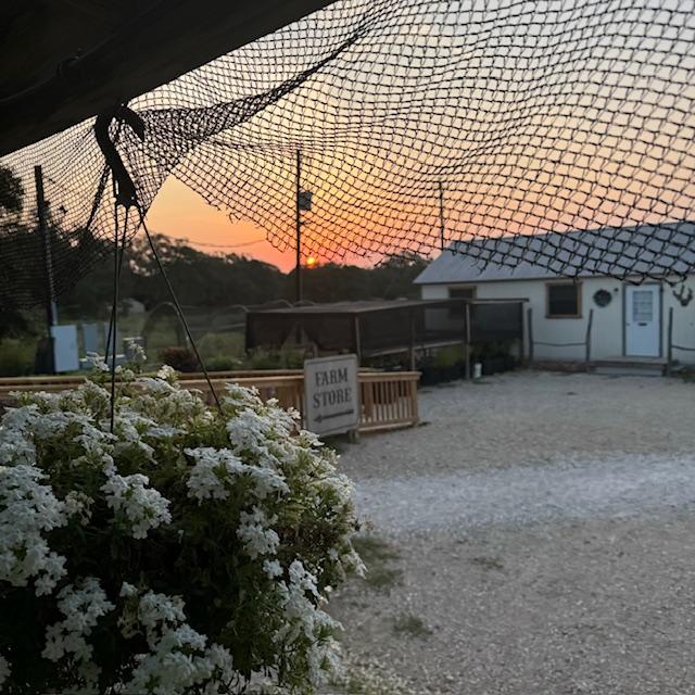 Our hanging plants are for sale, $16399 a piece.