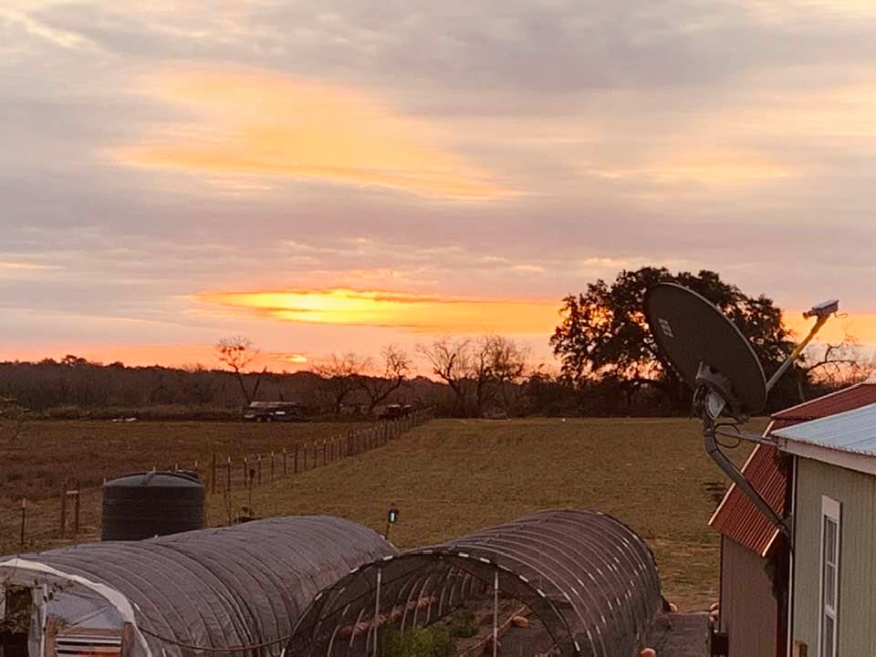 Sunrise on the backyard farm this morning was just gorgeous.