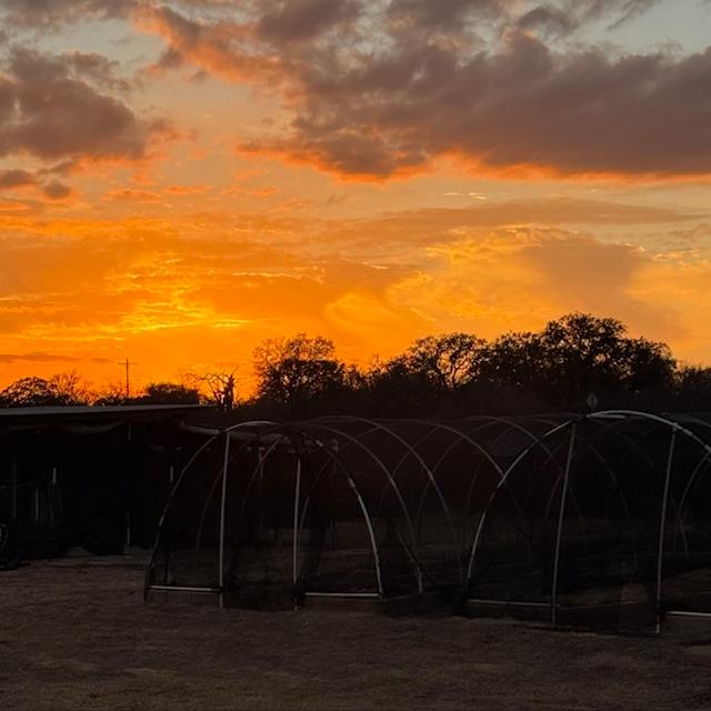 Just a few minutes later, still in the goat pen, and the sky looks like it is on fire!