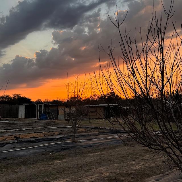 The sky lit up like fire again this evening as I was putting the goats away. I had to chase them around the yard to get them to go in.