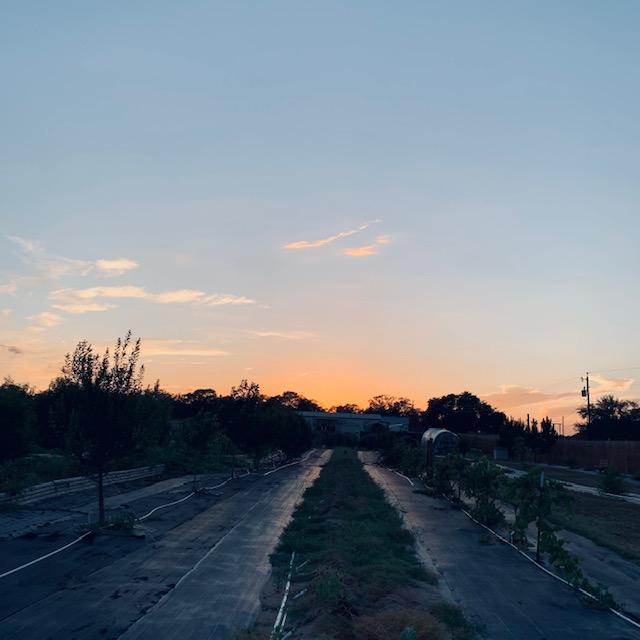 I was weeding and flagging my sweet potatoes as the sun was setting this evening. My thumb got a sticker in it. I flagged 15 sweet potatoes and 2 peanut plants left.