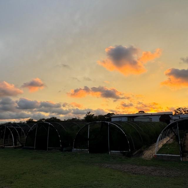 The sun will soon go down. This was taken in our orchard.