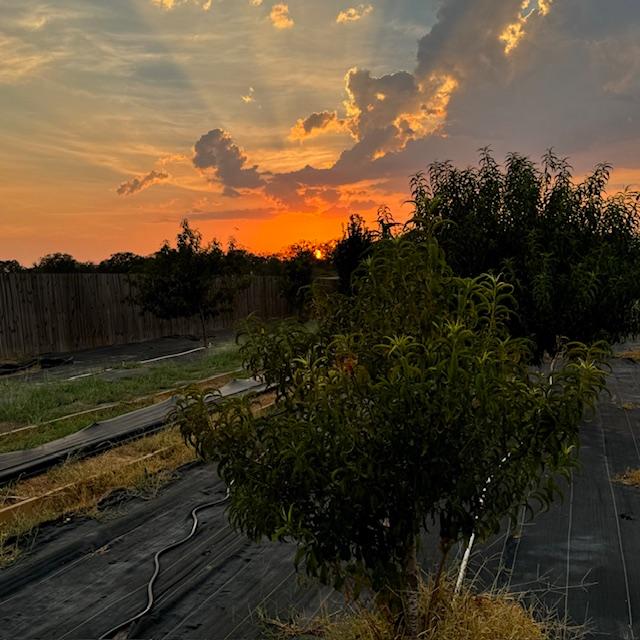 I was out in the orchard at sunset last night. The colors were spectacular!