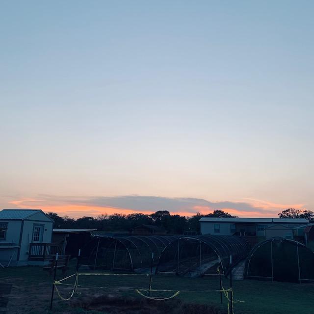 I took this right after checking on what is left of my sweet potatoes. I still have 7 out of 30 left.