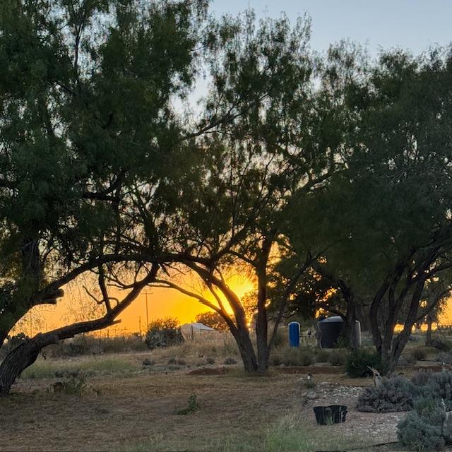 Sunset over the lavender farm.